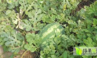 无籽西瓜价格 无籽西瓜价格